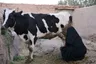 Hoe één koe een Afghaans gezin overeind houdt