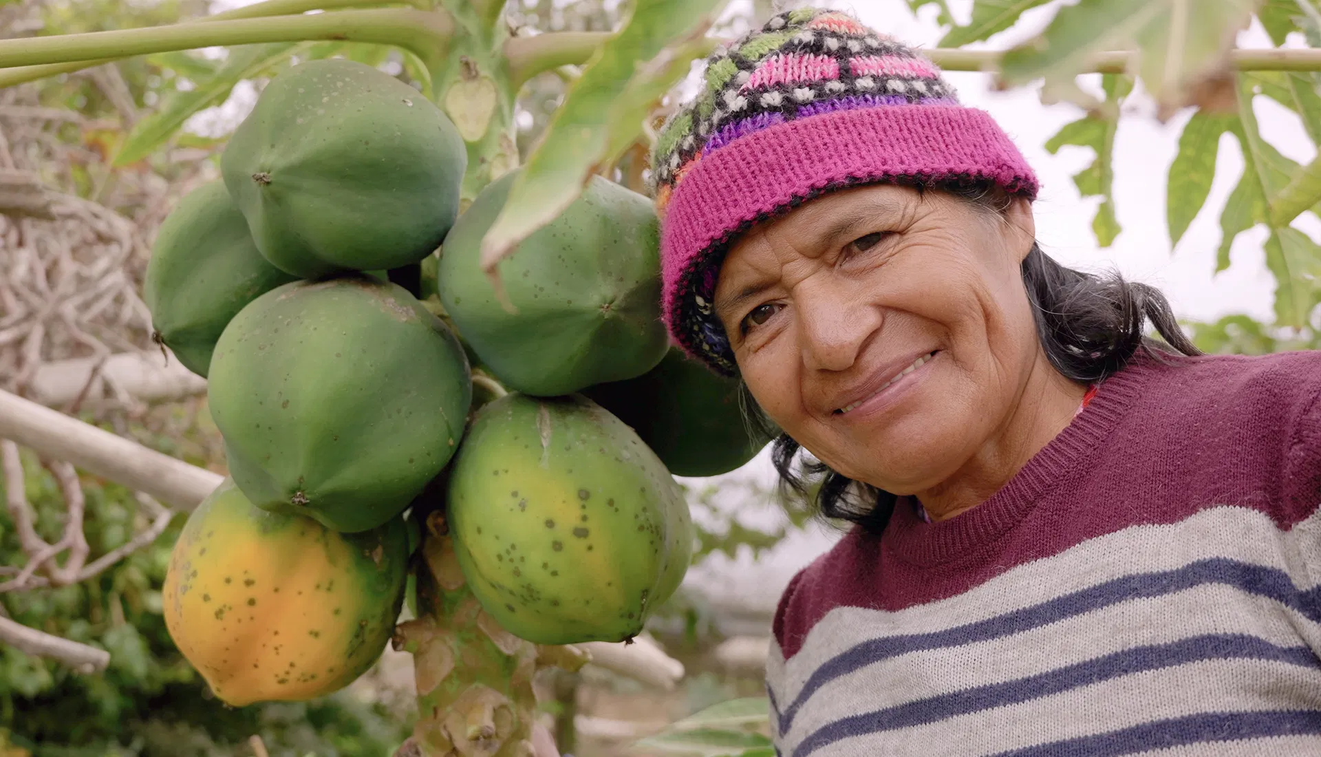 Herstel van de bossen in Peru