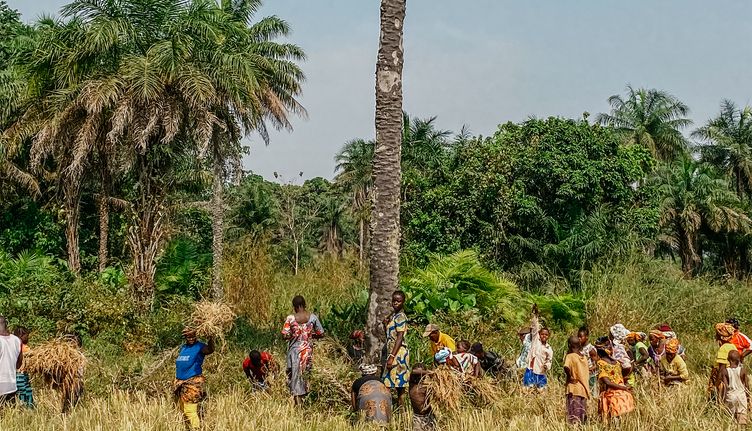 Help lokale rijstboeren in Sierra Leone
